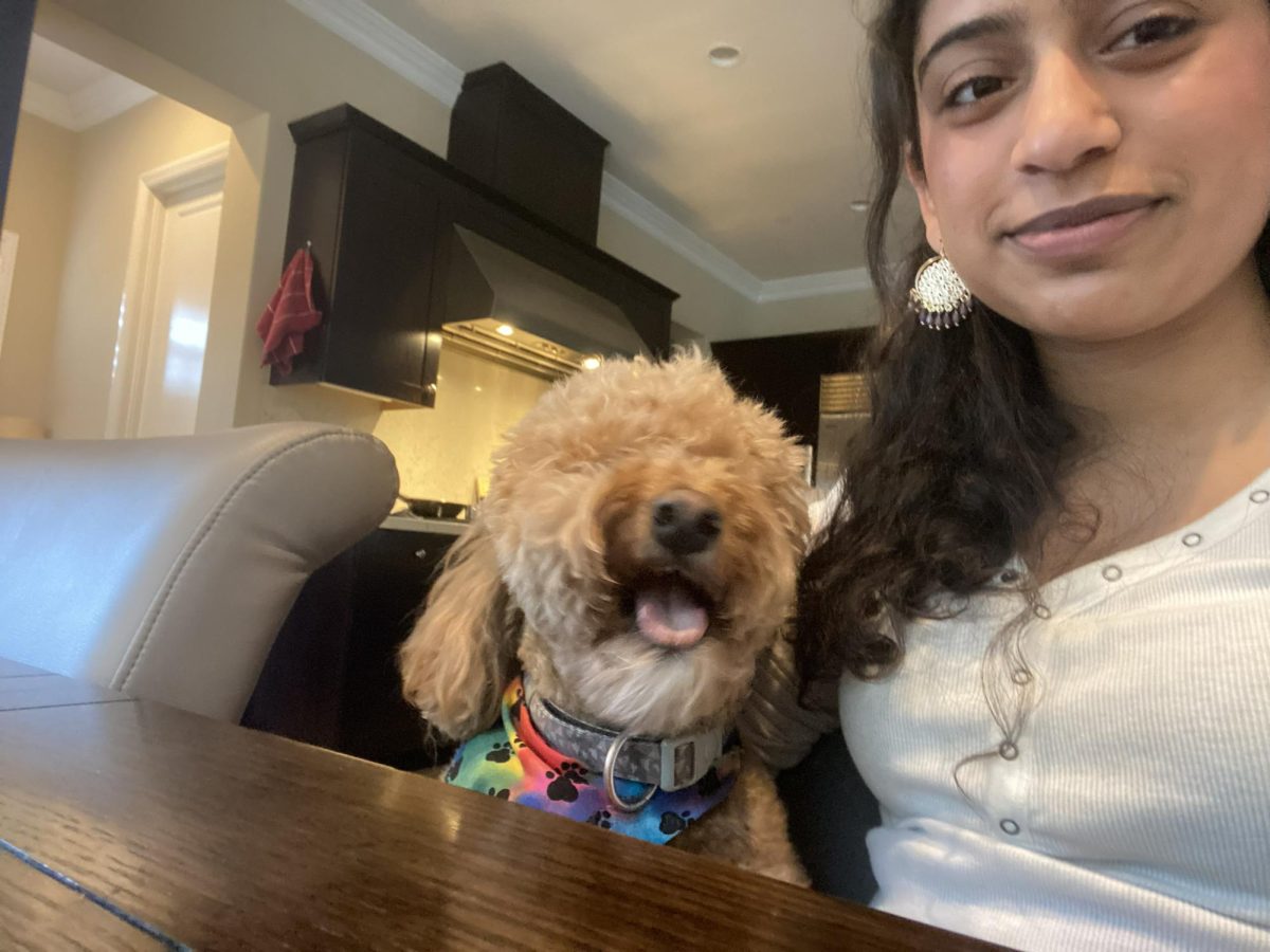 HUNGRY HIPPO: Anya Monga '26 and her dog, Mango Monga, sit on the dining room table, ravenous for some dinner. While not visible in the picture, Mango Monga's begging was accompanied with extremely persuasive puppy eyes.  
